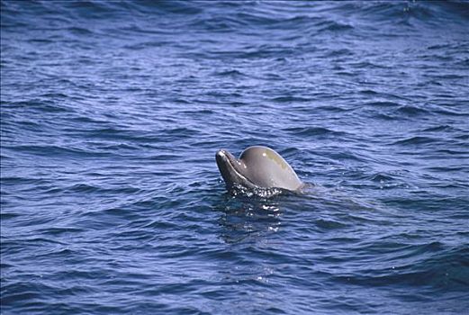 宽吻海豚,鲸,平面,新斯科舍省