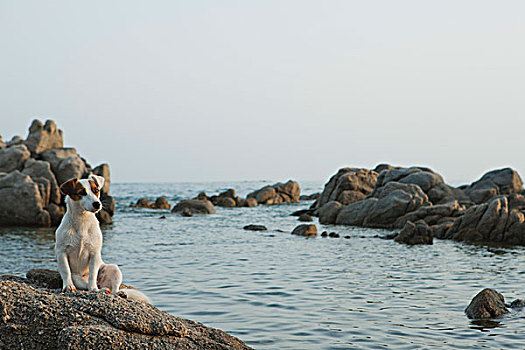 杰克罗素狗,坐,石头,海洋