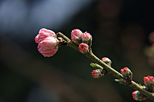 碧桃,千叶桃花,桃花