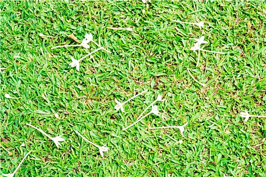 白花,足球,草地,背景