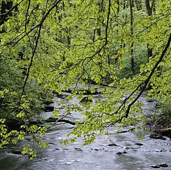 河,树林