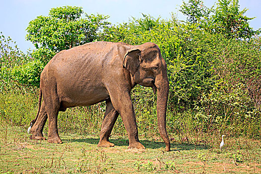 斯里兰卡人,大象,象属,成年,雄性,觅食,国家公园,斯里兰卡,亚洲