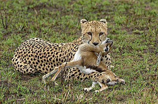 印度豹,成年,杀戮,年轻,瞪羚,马赛马拉,肯尼亚,非洲