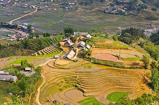 稻米,梯田,乡村,越南