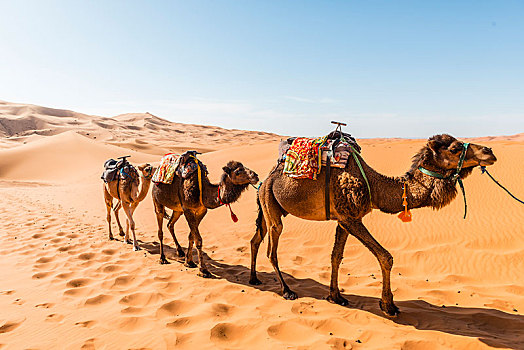 三个,单峰骆驼,驼队,跑,沙丘,沙漠,却比沙丘,梅如卡,撒哈拉沙漠,摩洛哥,非洲