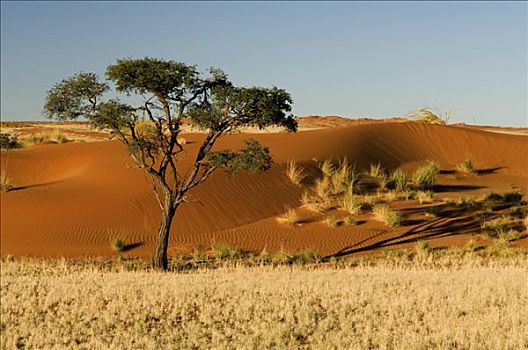 沙丘,风景,纳米布沙漠,沙漠,住宿,日出,纳米比亚,非洲