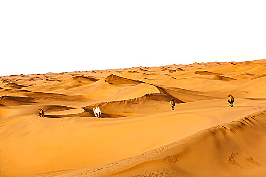 沙漠和骆驼