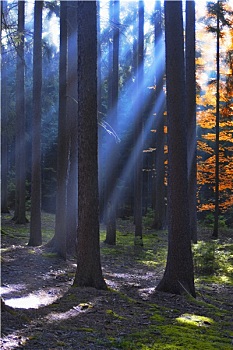 秋日树林,场景,太阳光线,发光,枝条