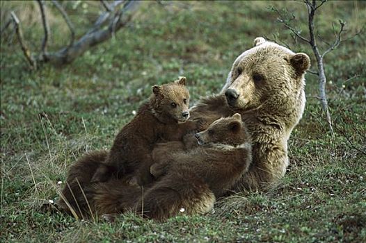 大灰熊,棕熊,母兽,哺乳,幼兽,德纳利国家公园和自然保护区,阿拉斯加