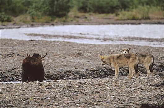 大灰狼,狼,一对,攻击,驼鹿,美洲驼鹿,德纳利国家公园和自然保护区,阿拉斯加