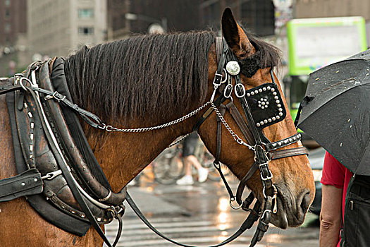 马,街上,曼哈顿,纽约,美国