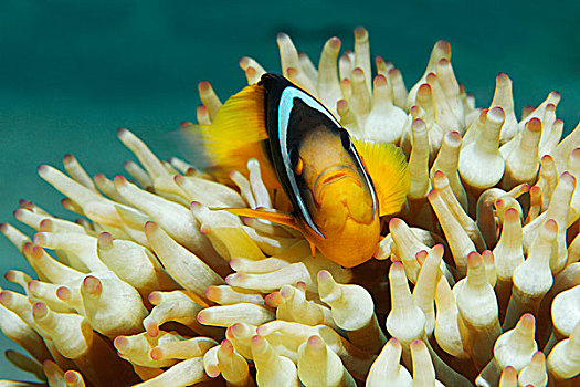 红海,葵鱼,正面,海葵,埃及,非洲