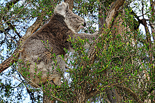 树袋熊,进食,树上,维多利亚,澳大利亚