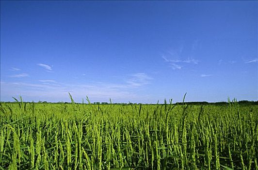 稻米,种植,法国,欧洲