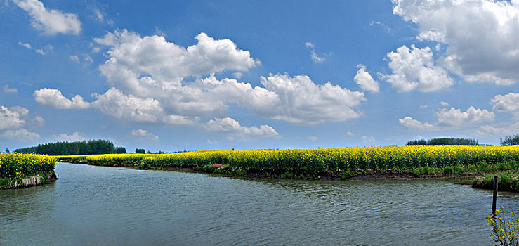 江苏省兴化市垛田油菜花自然生态景观