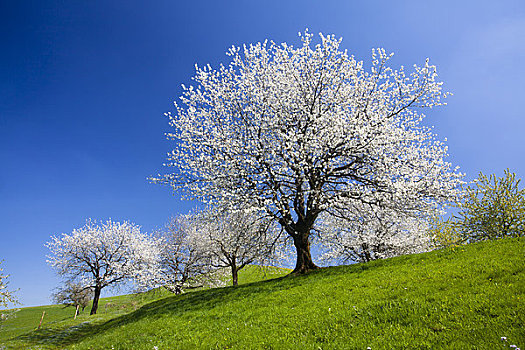 樱桃树,草场,瑞士