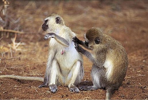 猴子,长尾猴属,哺乳动物,萨布鲁国家公园,肯尼亚,非洲,动物