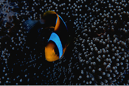 水下视角,海葵,葵鱼,贝劳,密克罗尼西亚