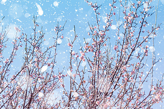 寒冬盛开的梅花