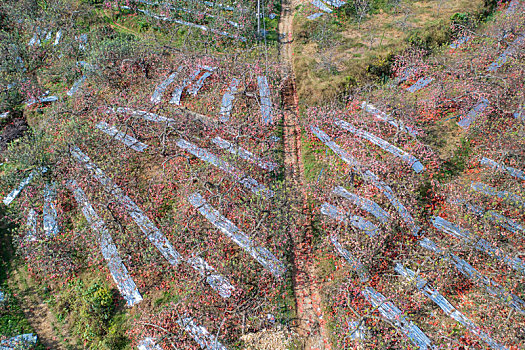 航拍沂蒙山区乡村果园