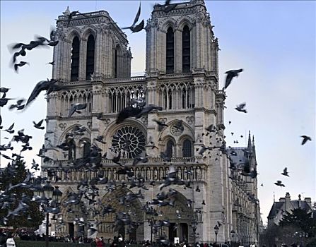 鸽子,摆动,向上,正面,大教堂,巴黎,法国,欧洲