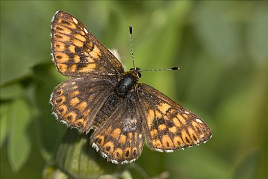 勃艮第,蝴蝶,黄斑小弄蝶,展翅,靠近,下奥地利州,奥地利,欧洲