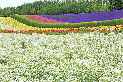 农场,彩虹,花园,北海道