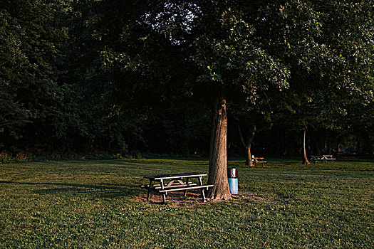 长椅,旁侧,树,公园