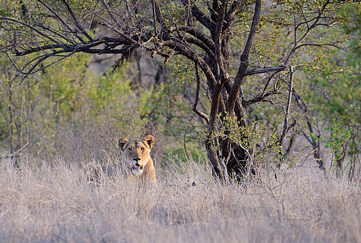 雌狮,狮子,休息,高,草,克鲁格国家公园,南非,非洲