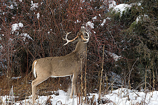 白尾鹿,公鹿,浏览,冬天
