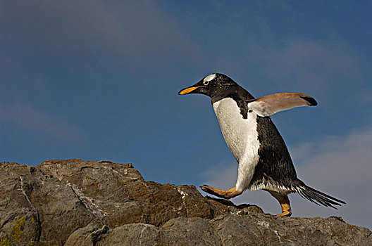 巴布亚企鹅,走,上方,石头,岛屿,福克兰群岛