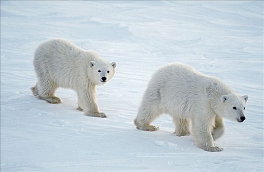 北极熊,幼兽,走,丘吉尔市,哈得逊湾,加拿大