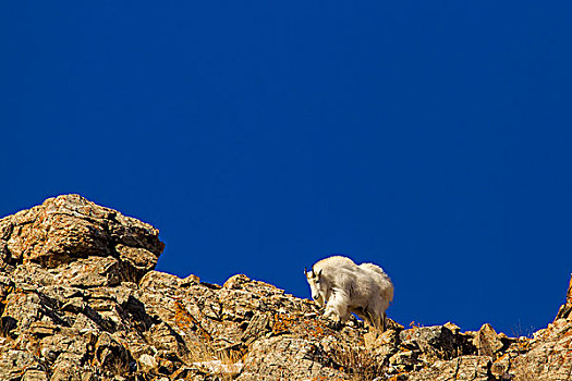 石山羊,冬天,外套,冰川国家公园,蒙大拿,美国