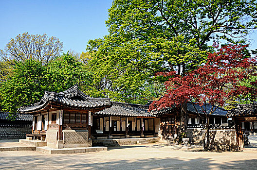 韩国,首尔,和谐,自然,传统建筑,秘密花园,昌德宫,宫殿