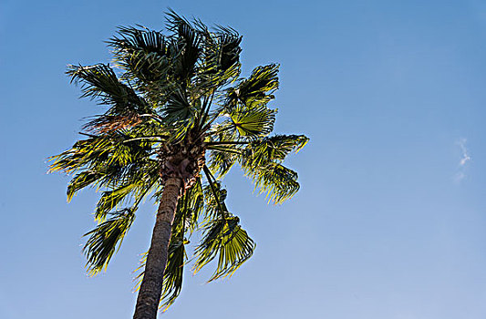 棕榈树,棕榈科,蓝天,帕尔玛,加纳利群岛,西班牙,欧洲