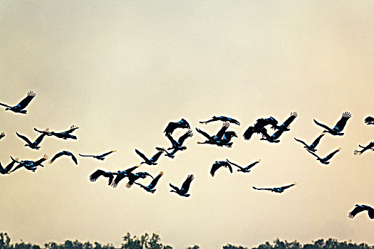 澳大利亚,北领地州,卡卡杜国家公园,喜鹊,飞,湿地