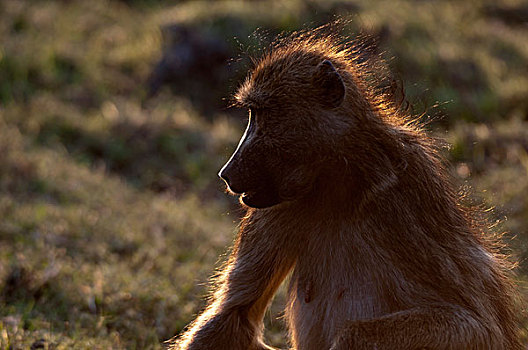 狒狒,乔贝国家公园,博茨瓦纳