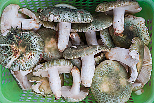 清朝,蘑菇,市场,昆明,中国