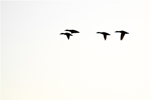 剪影,四个,鸭子,飞行,白色背景