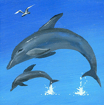 画海豚图片