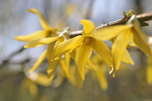 黄花,枝条