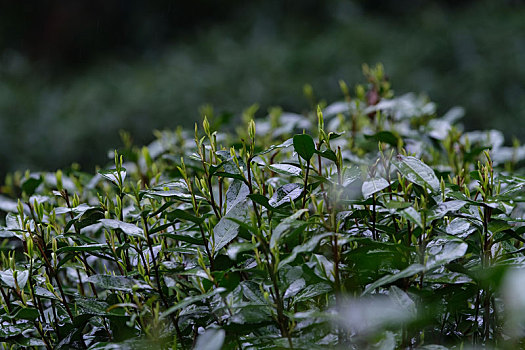 杭州西湖龙井茶园嫩茶新茶特写