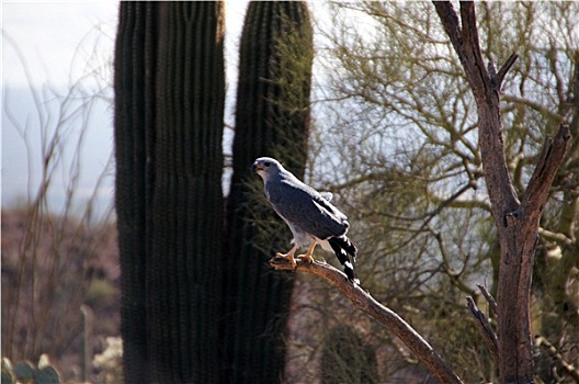 管风琴仙人掌国家保护区,亚利桑那,美国