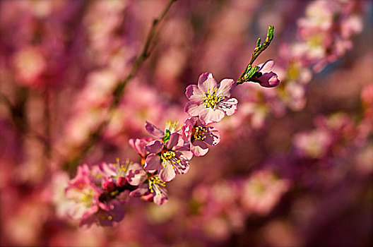 那些花