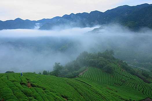 茶叶,茶园,茶山,春天,绿色