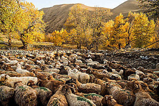 新疆,乡村,秋色,羊群,羊圈