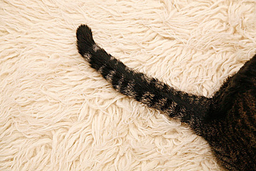猫,地毯