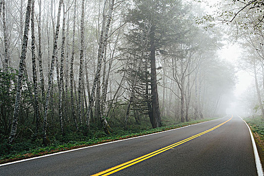乡村,公路,树林,桤木,树,远景,雾气,悬挂