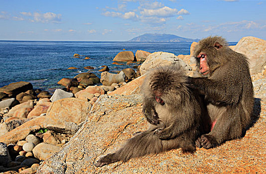 日本猕猴,雪猴,一对,岩石上,海岸,岛屿,日本