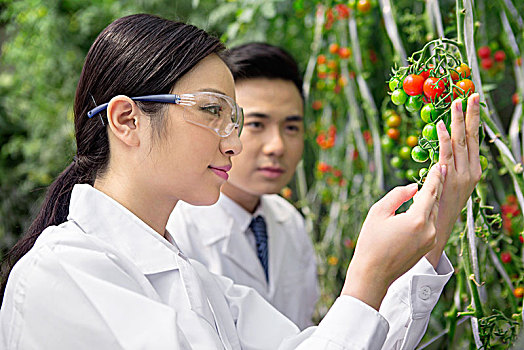 正在大棚里进行科学研究的青年男女